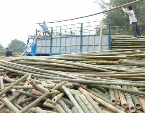 Bamboo poles