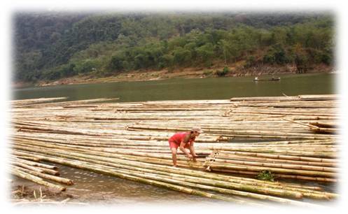 Bamboo used for making plywood