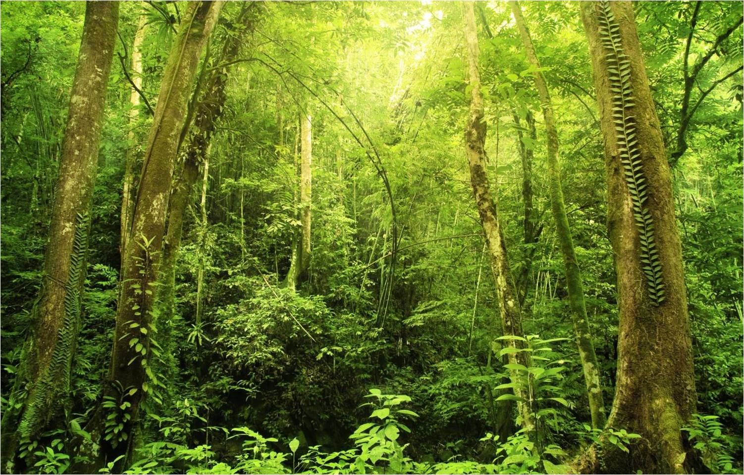 Forests are carbon sinks
