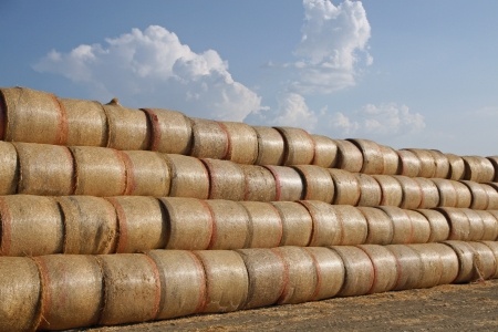 Hay as feedstock