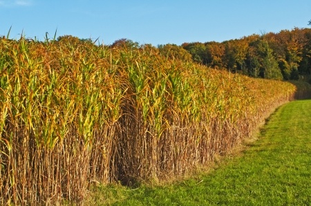 Miscanthus