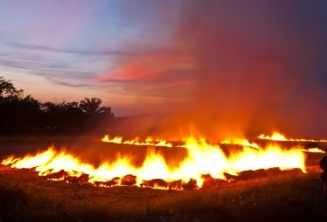 Rice straw burning