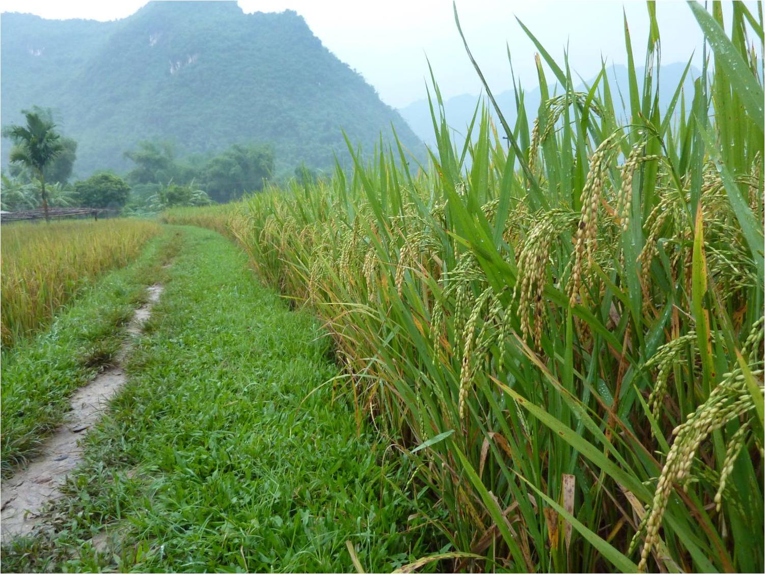 Crop waste to biochar