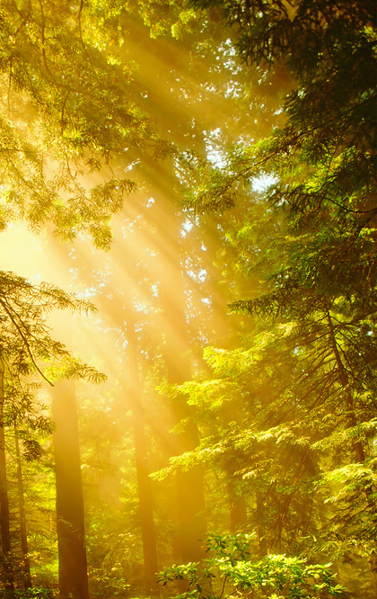 Redwood forest - thriving ecosystems worldwide