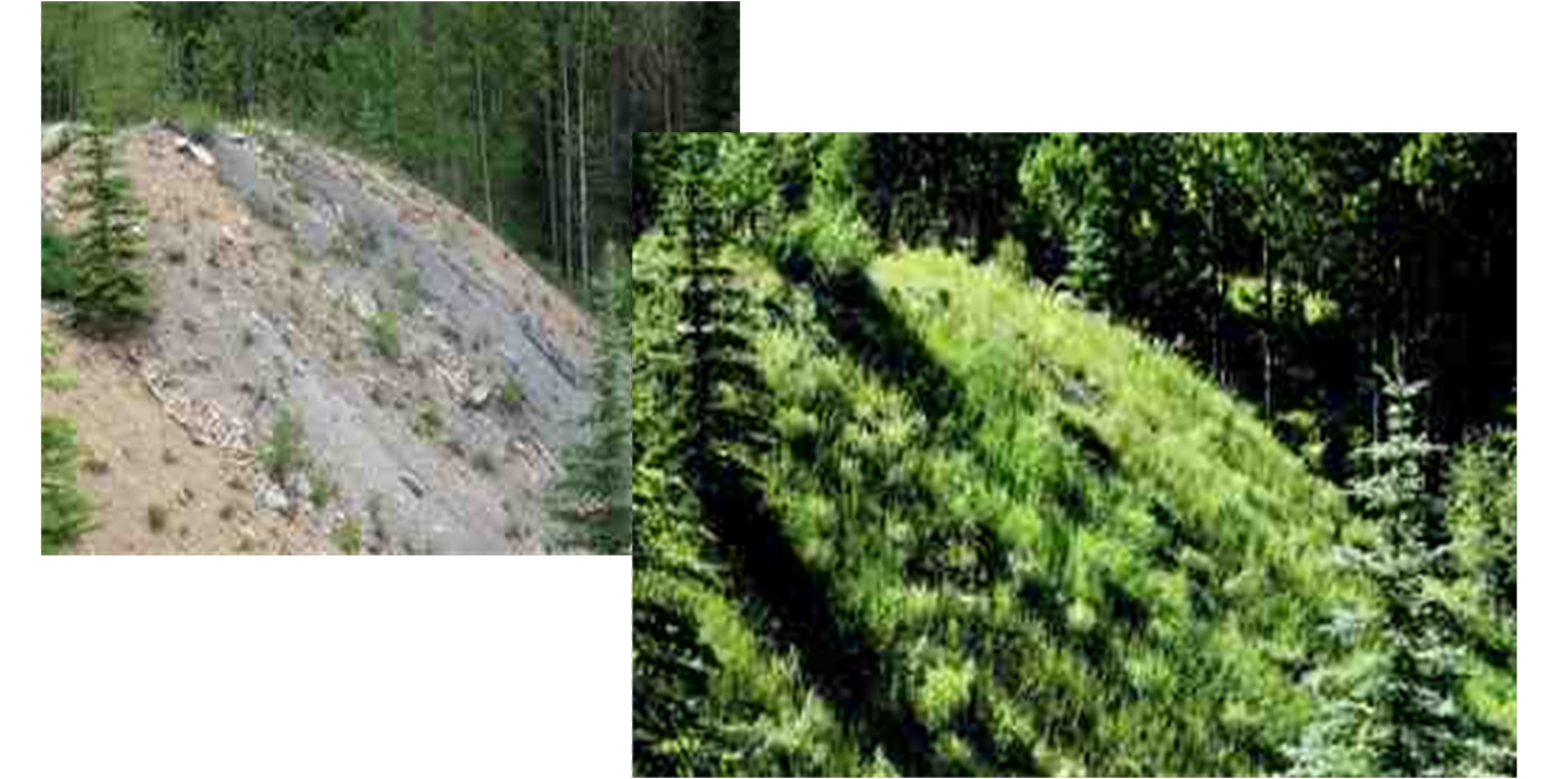 Biochar before and after