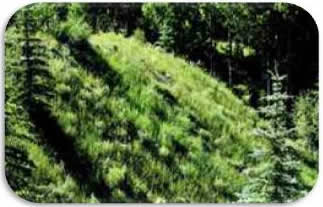 Verdant Colorado Mine -- just 13 months after adding biochar